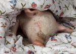 09 Schwein gehabt